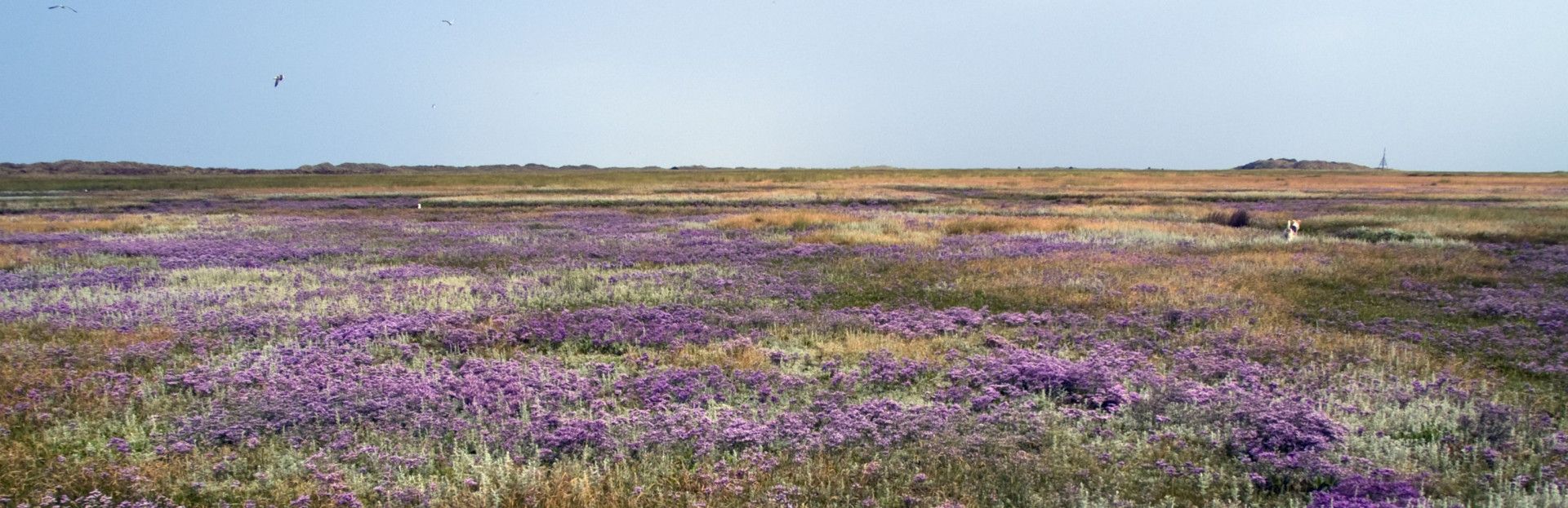 kwelder op Schiermonnikoog