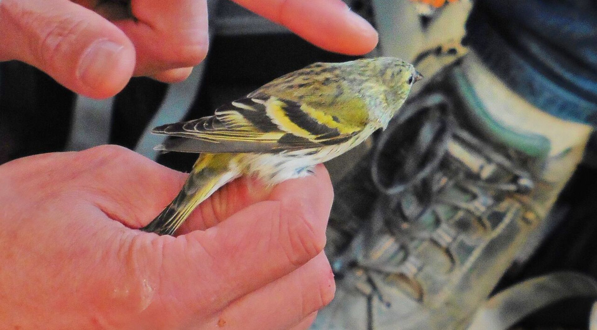 gewonde vogel op Schier