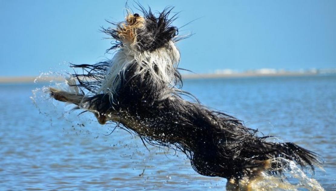 Vakantie met de hond op Schiermonnikoog