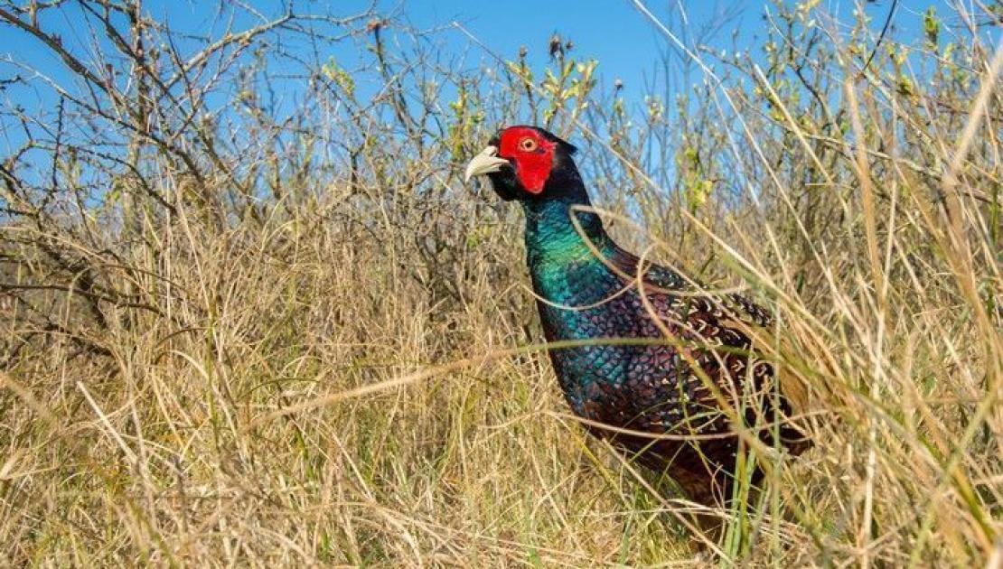 Dieren Schiermonnikoog