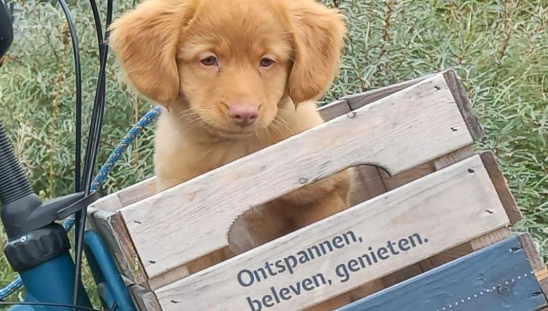 met hond fietsen op Schiermonnikoog