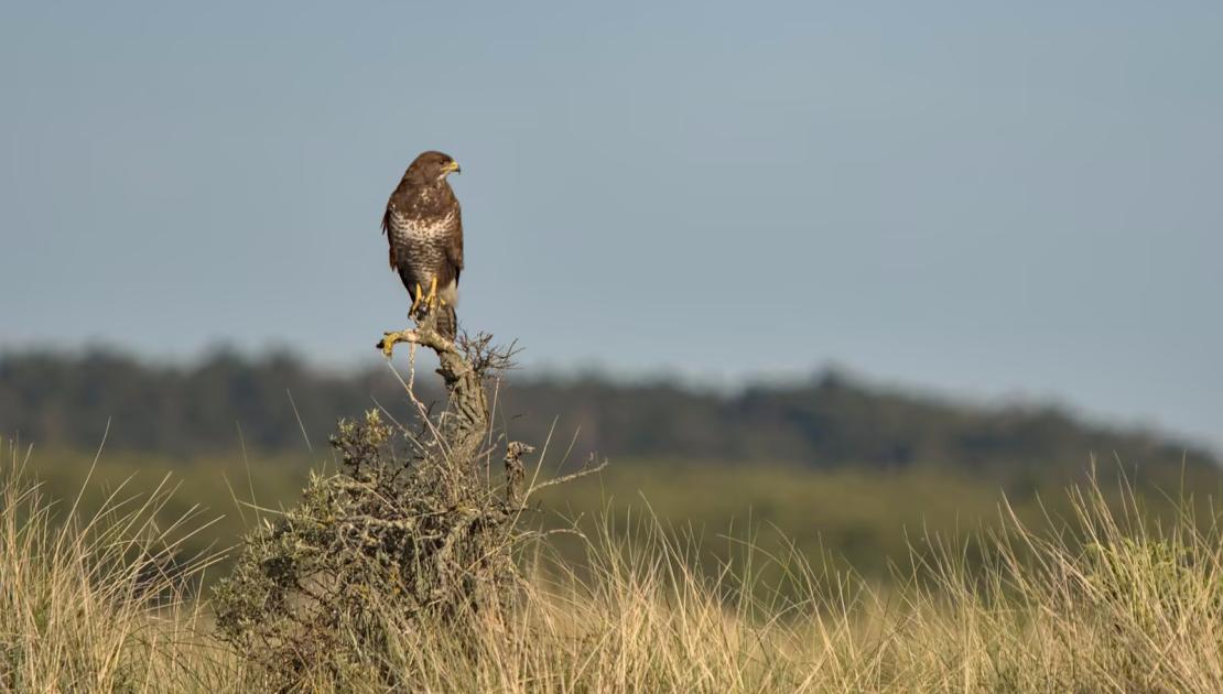 Jutten op Schiermonnikoog