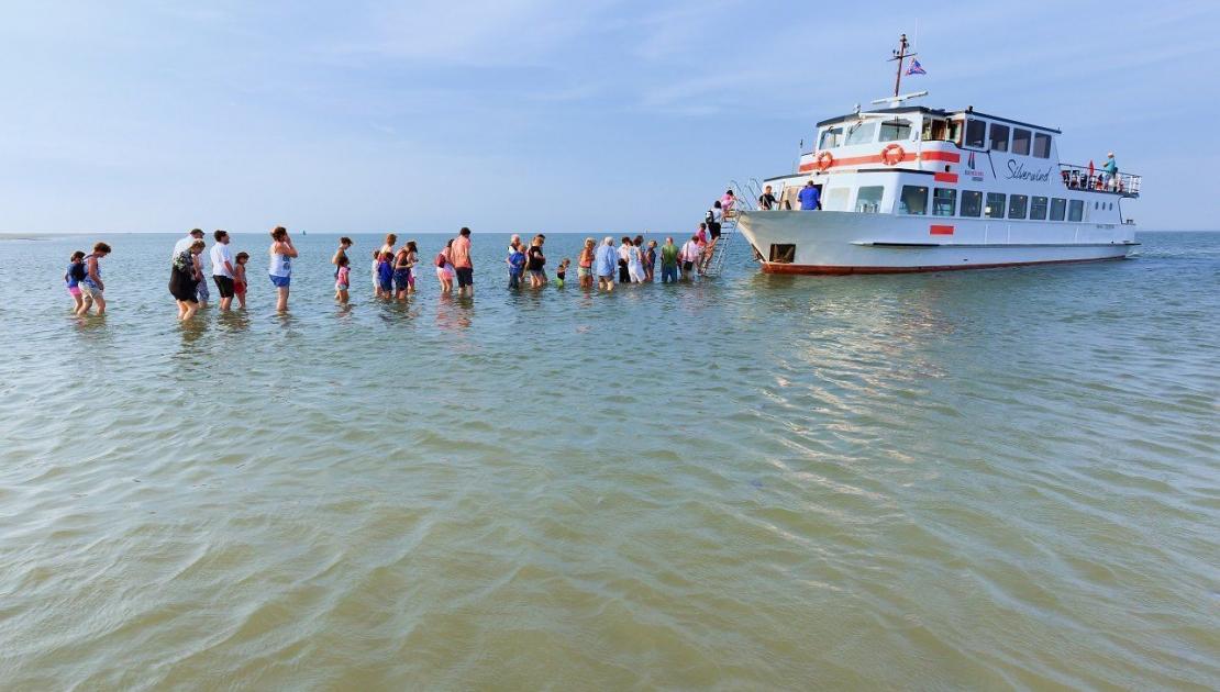 Zeehonden op het wad