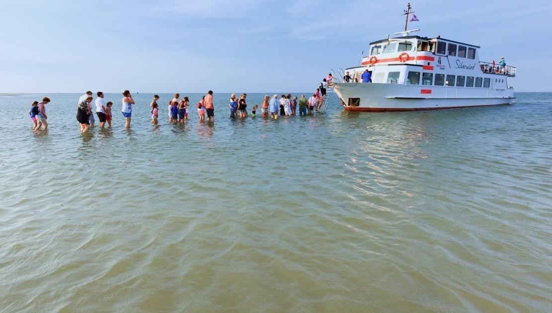 Zeehonden kijken op de Waddenzee