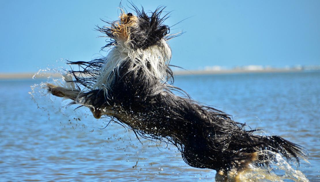 Honden welkom op het strand van Schiermonnikoog